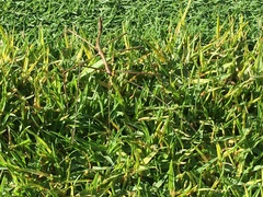 Diapheromera femorata