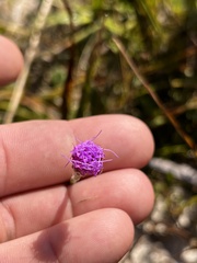 Carphephorus pseudoliatris