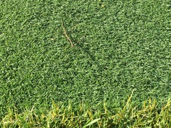 Diapheromera femorata