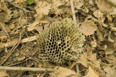 Vespinae
