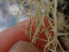 Ramalina farinacea