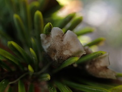 Lobarina scrobiculata