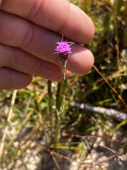 Carphephorus pseudoliatris