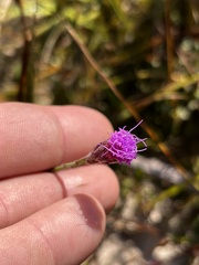 Carphephorus pseudoliatris