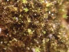 Ephemerum spinulosum