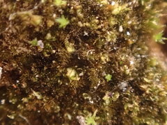 Ephemerum spinulosum