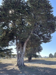 Cupressus macrocarpa