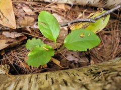 Orthilia secunda