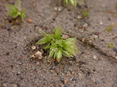 Physcomitrium patens