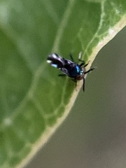 Encyrtidae