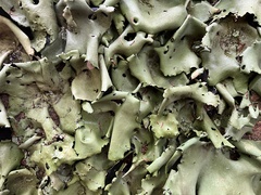 Umbilicaria