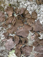 Umbilicaria muhlenbergii