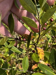 Ilex glabra