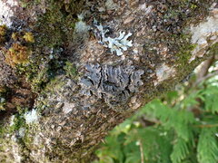 Peltigera collina