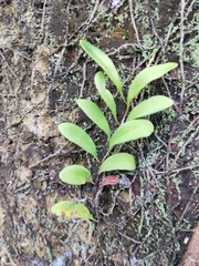 Pyrrosia adnascens