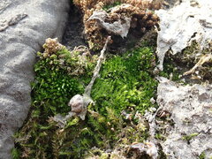 Ptychostomum