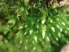 Ptychostomum