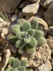 Tomostima cuneifolia