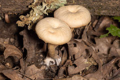 Arrhenia epichysium