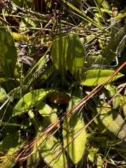 Helianthus heterophyllus