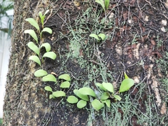 Pyrrosia adnascens