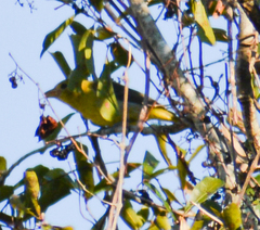 Piranga olivacea