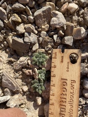 Tomostima cuneifolia