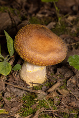 Armillaria sinapina