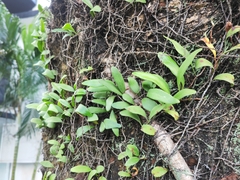 Pyrrosia adnascens