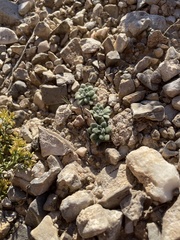 Tomostima cuneifolia