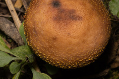 Armillaria sinapina