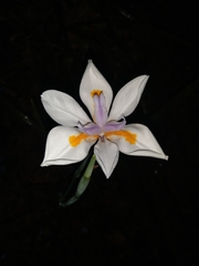Dietes grandiflora