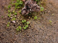 Botrydium