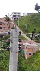 Momotus aequatorialis