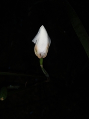 Dietes grandiflora