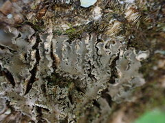 Peltigera collina