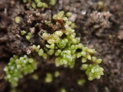 Bryum