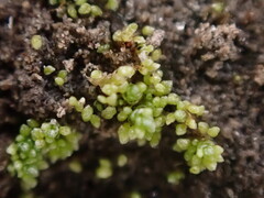 Bryum