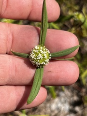 Spermacoce verticillata