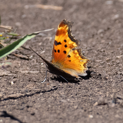 Polygonia gracilis