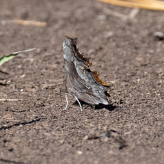 Polygonia gracilis