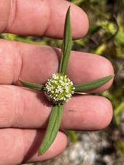 Spermacoce verticillata