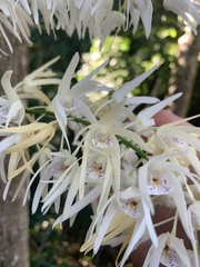 Dendrobium speciosum