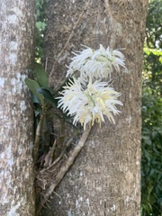 Dendrobium speciosum