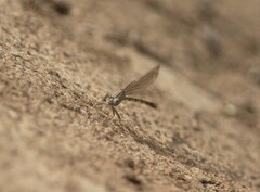 Argia funebris