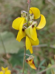 Crotalaria lanceolata