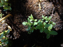 Lysimachia maritima