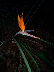 Strelitzia reginae
