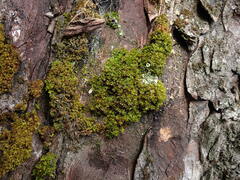 Syntrichia latifolia