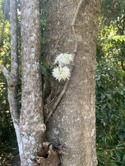 Dendrobium speciosum